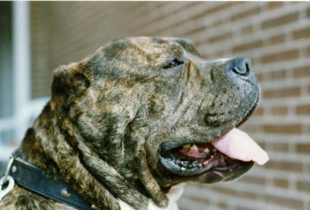Bull de Atlas Asio, retrato de perfil