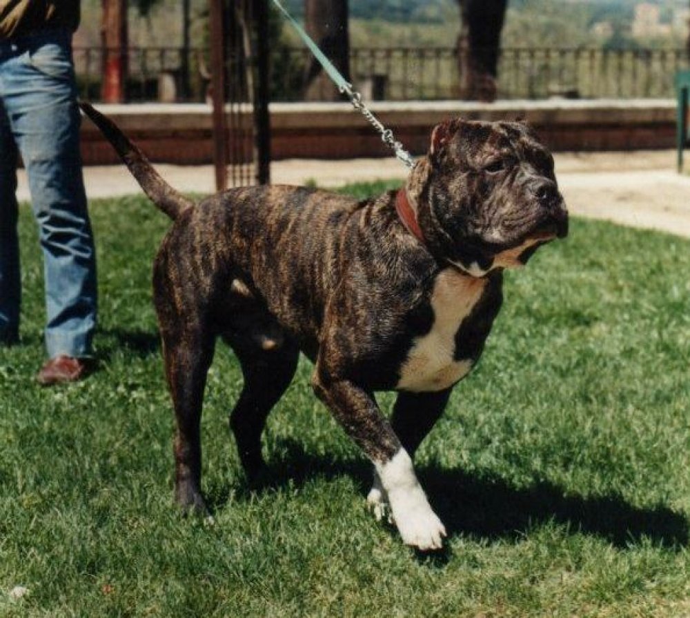 Bull de Atlas Asio