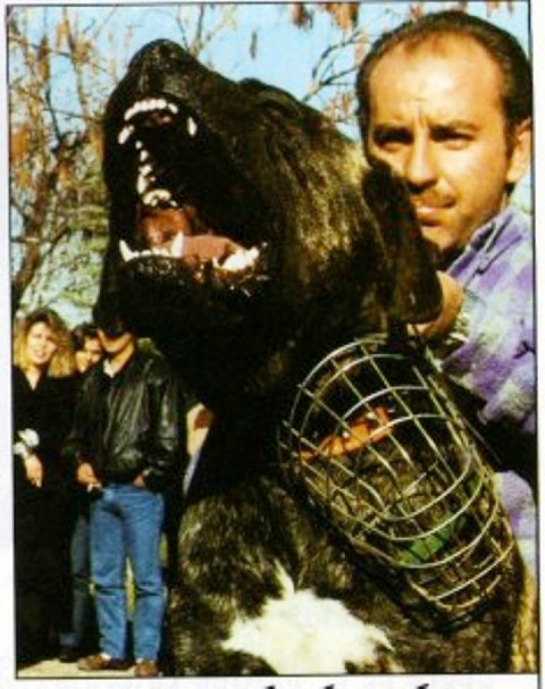 Chacal de Atlas Asio