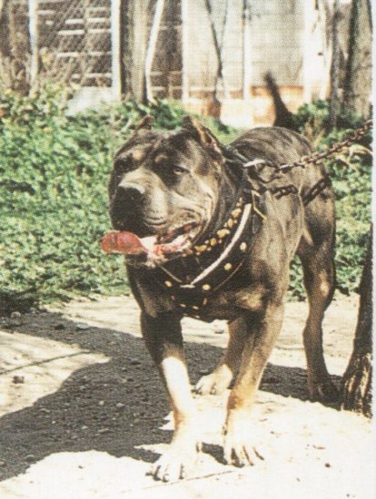 Danko de Atlas Asio
