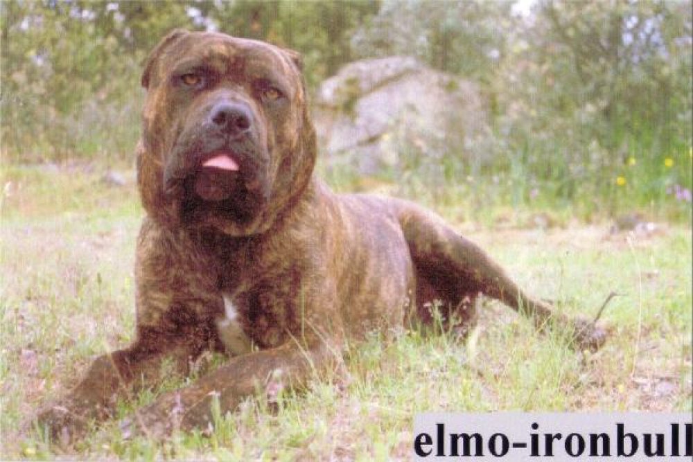 Elmo de Atlas Asio