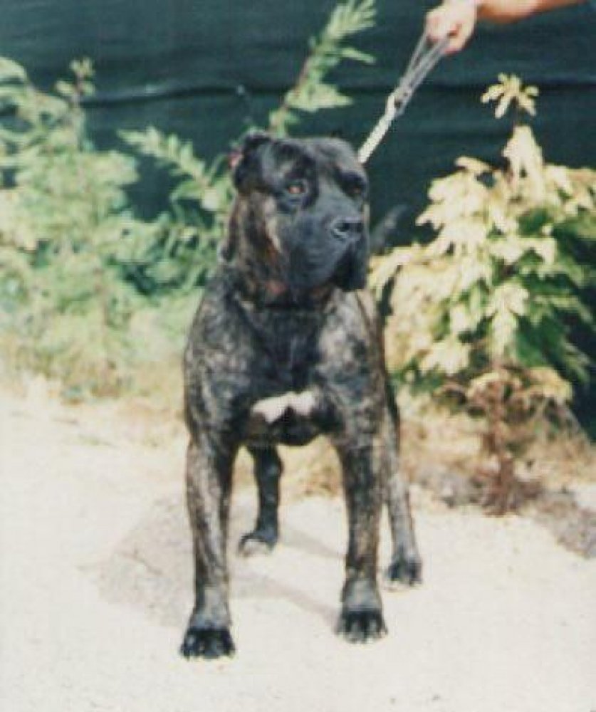 Jaro Atlas Asio