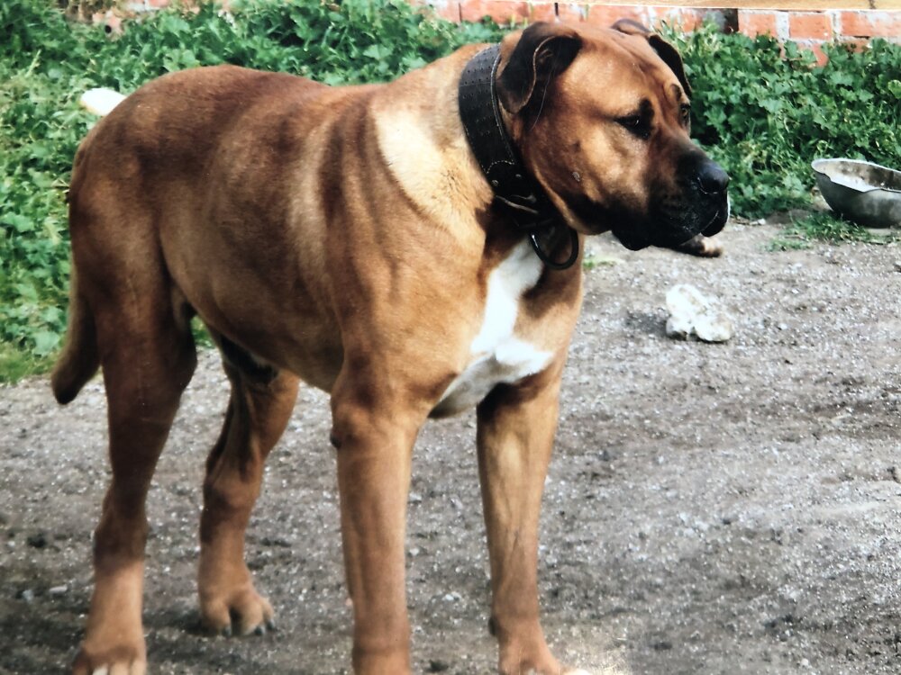 Oso de Atlas Asio