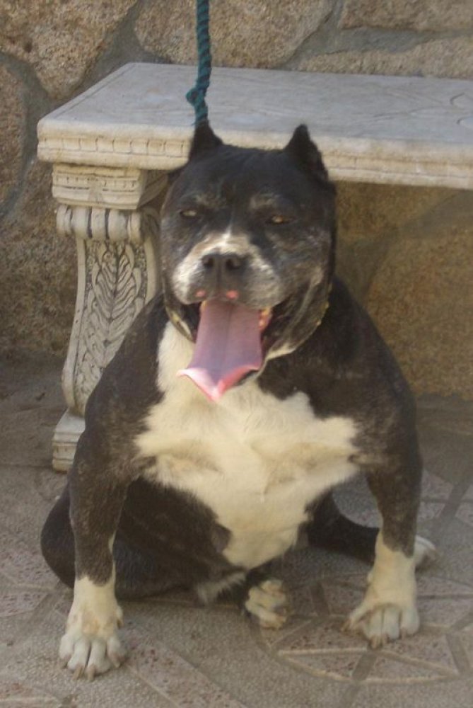 Plata de Bocadura