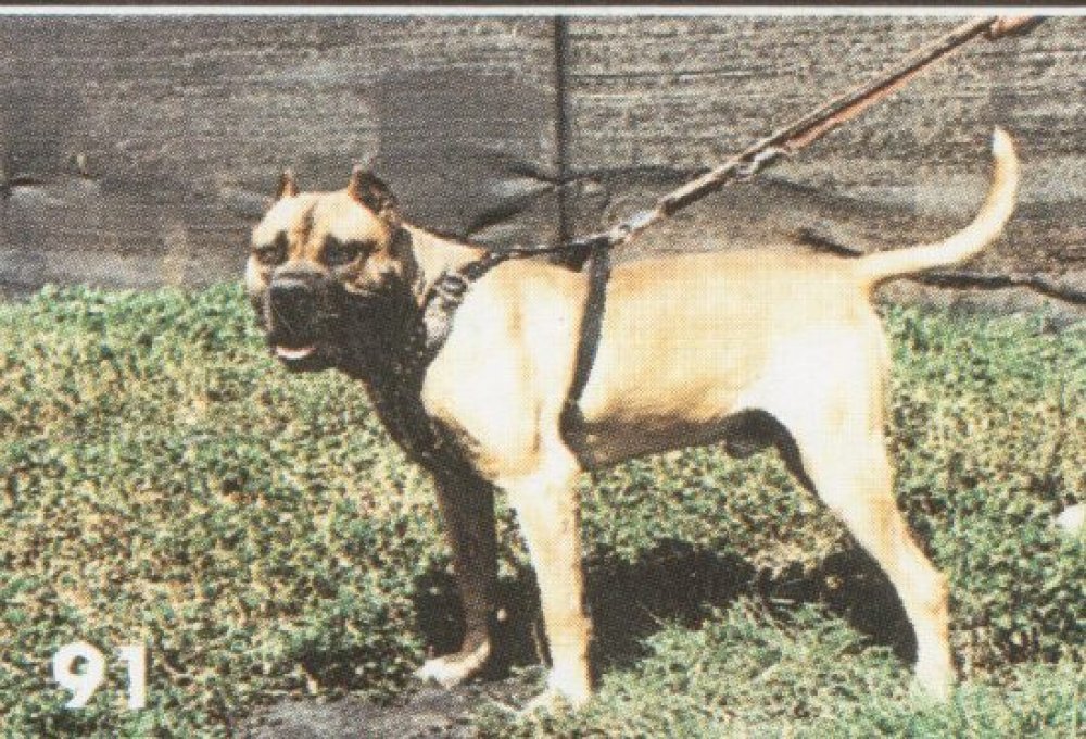 Trueno de Atlas Asio