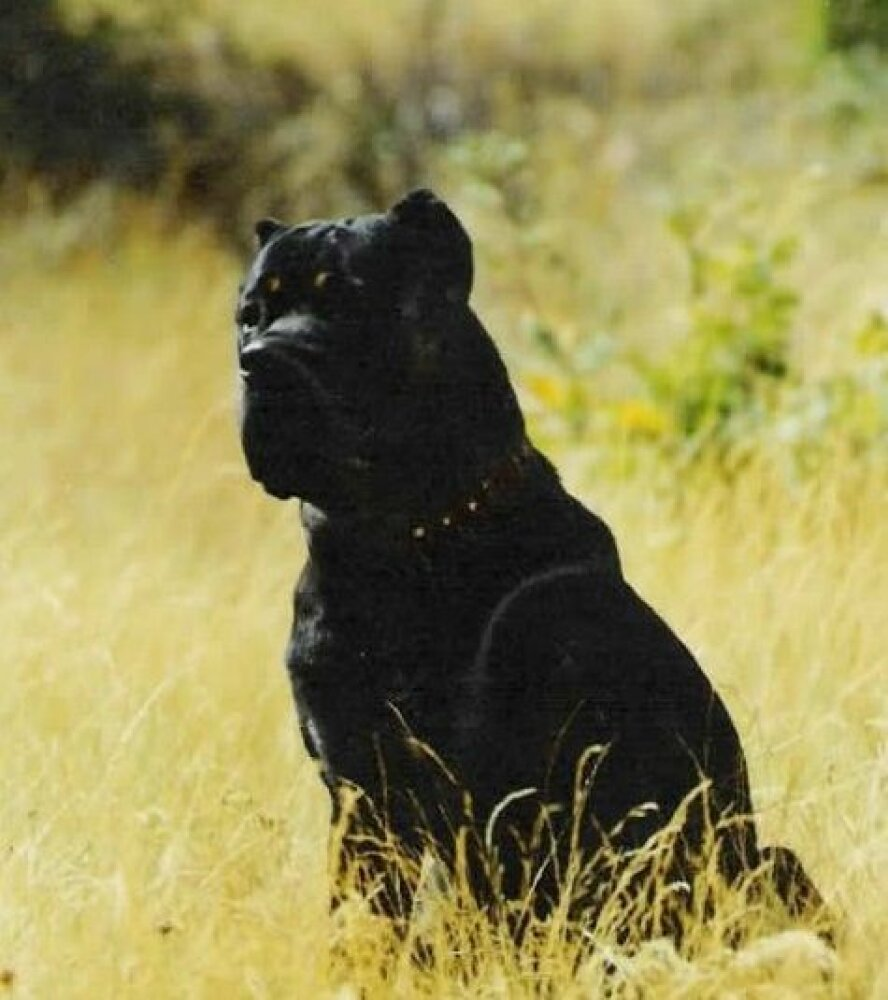 Zeus de Atlas Asio